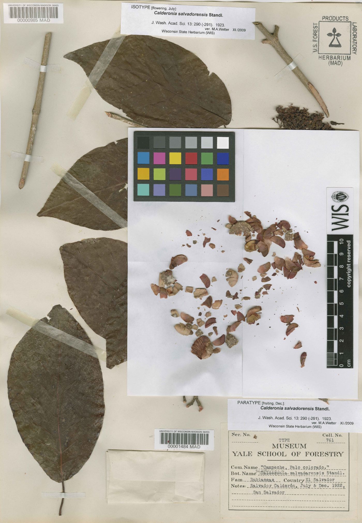 Simira salvadorensis image