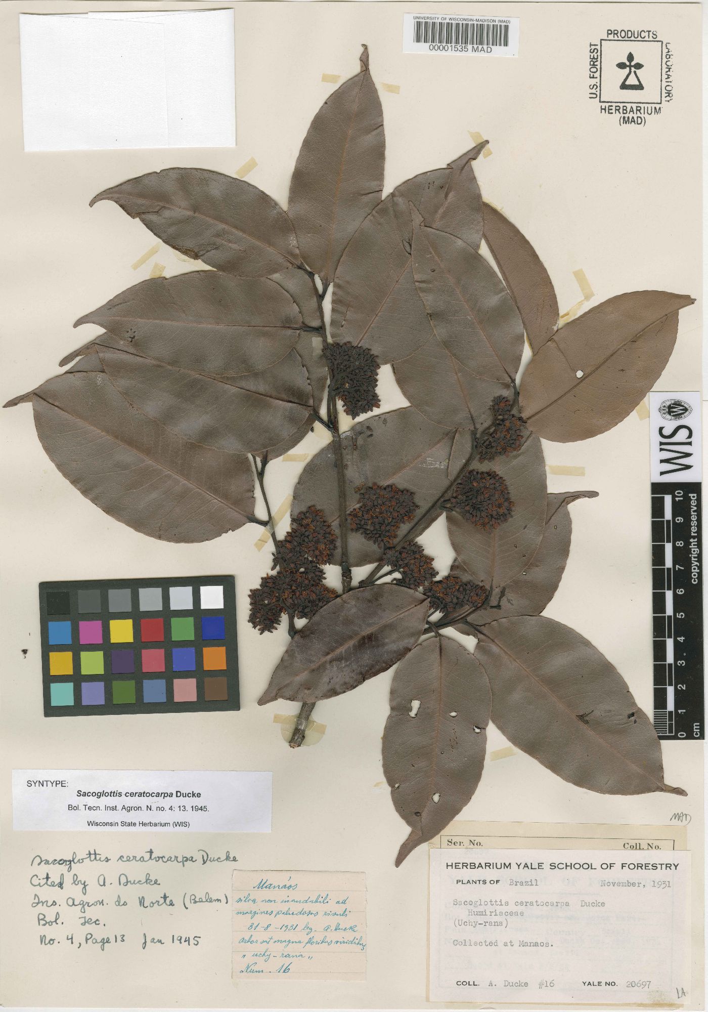 Sacoglottis ceratocarpa image