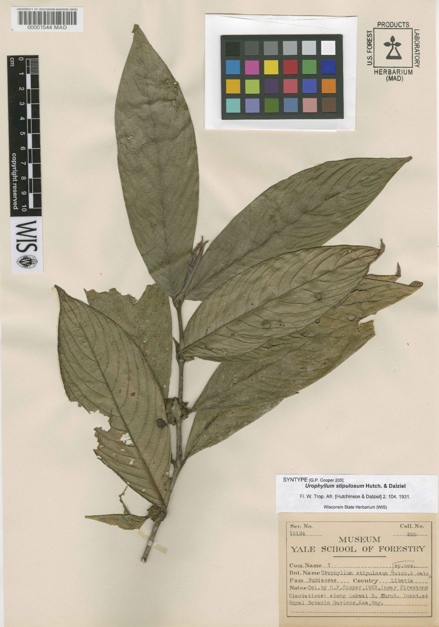 Pauridiantha stipulosa image