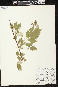 Rubus occidentalis image