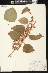 Reynoutria japonica image