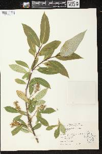 Salix serissima image