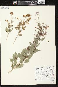 Lespedeza thunbergii image