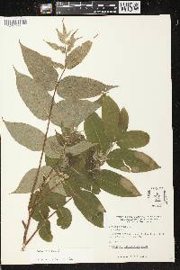 Juglans cinerea image