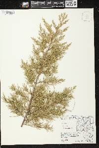 Juniperus virginiana var. virginiana image