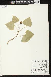 Populus deltoides subsp. monilifera image