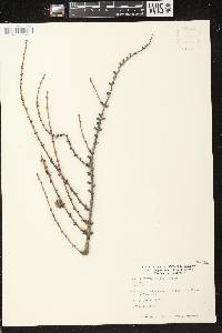 Larix laricina image