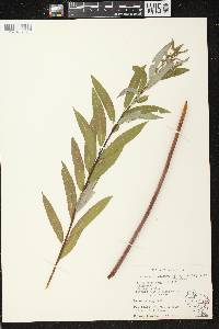 Salix petiolaris image