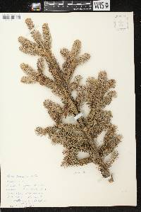 Abies balsamea image