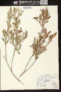 Salix pedicellaris image