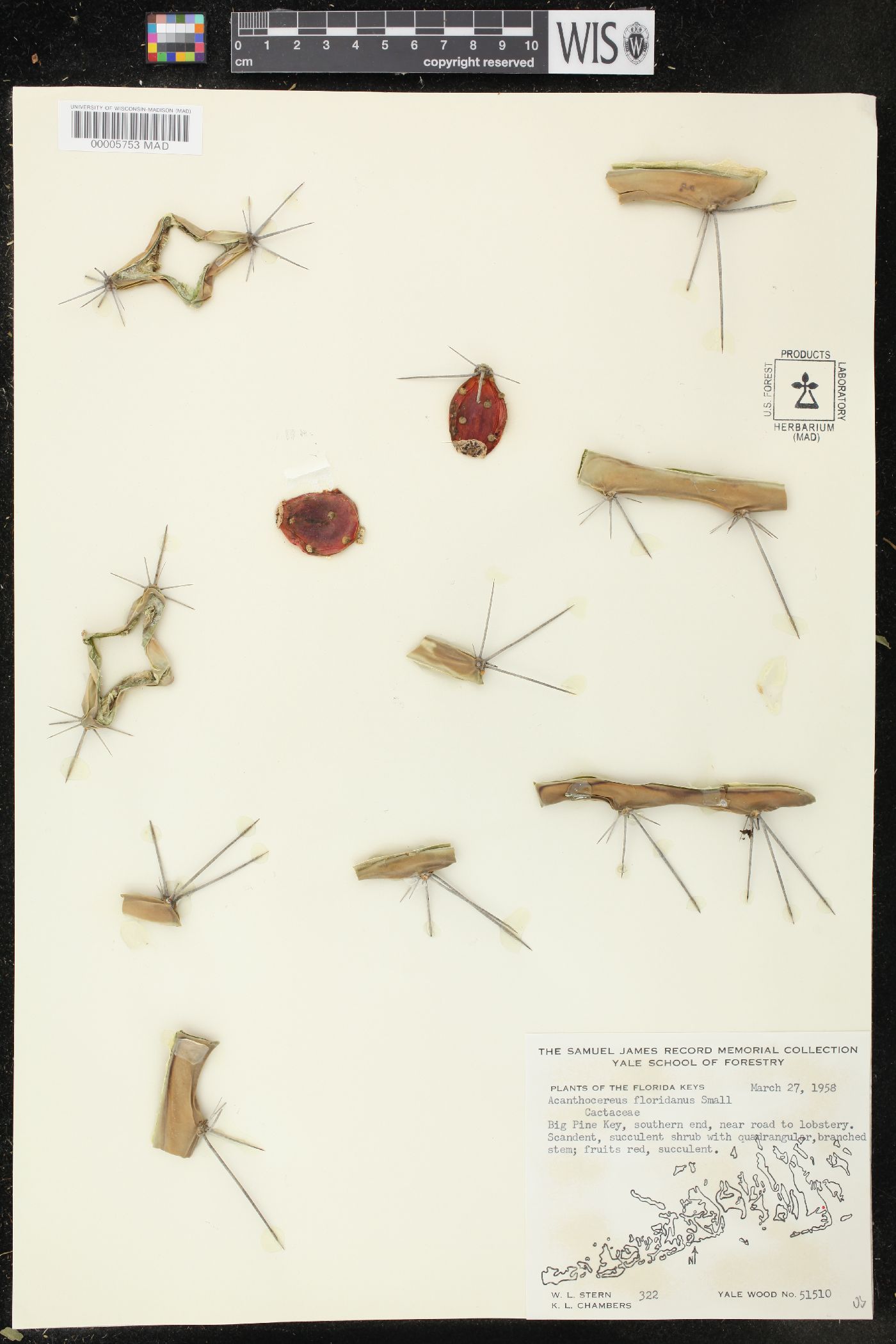 Acanthocereus tetragonus image