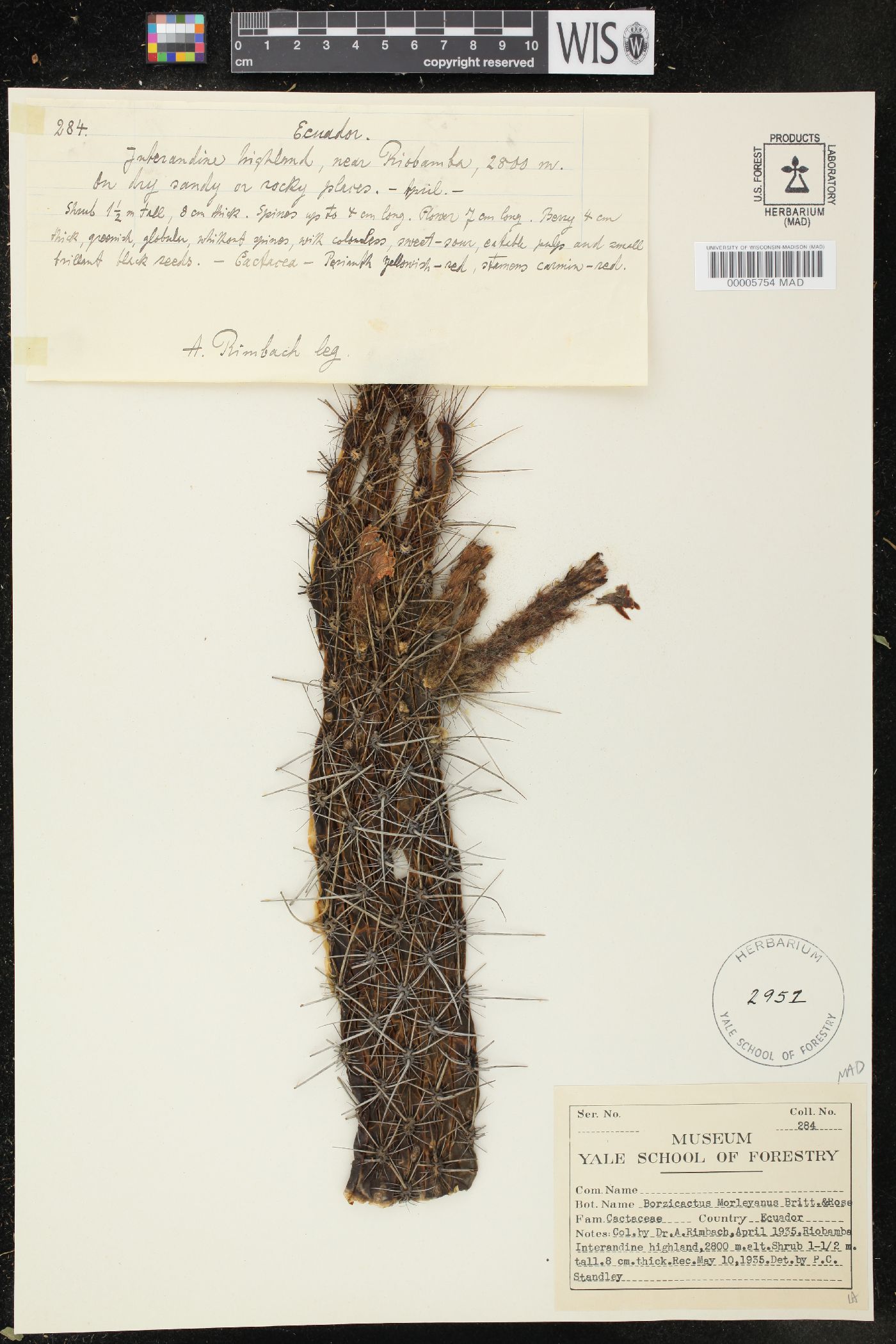 Cleistocactus sepium image