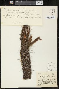 Cleistocactus sepium image