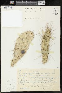 Opuntia quitensis image