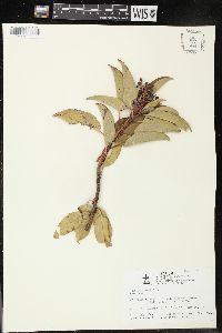 Arbutus xalapensis image