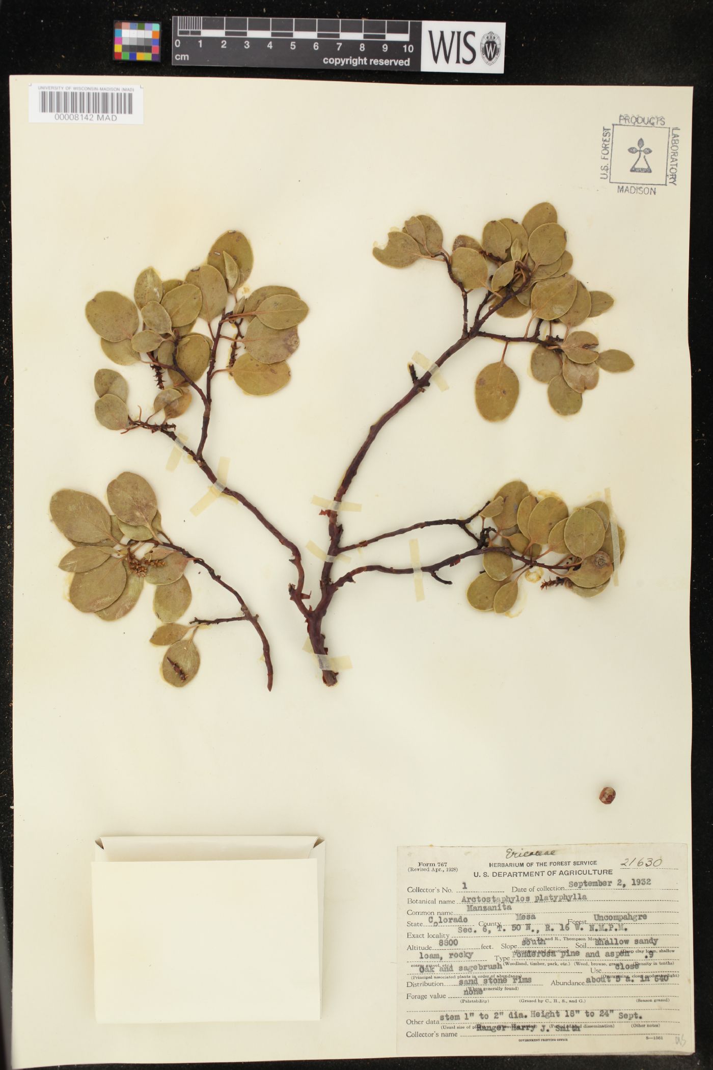 Arctostaphylos platyphylla image