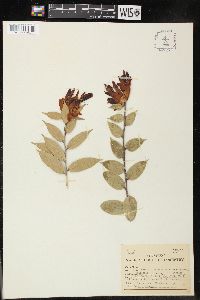 Image of Cavendishia acuminata