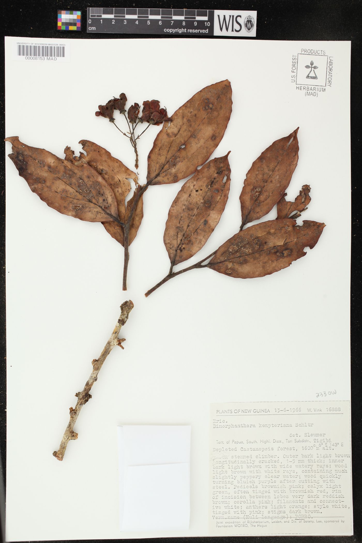 Dimorphanthera kempteriana image