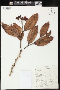 Image of Dimorphanthera kempteriana