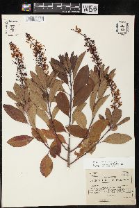 Elliottia racemosa image