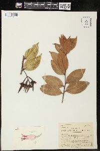 Image of Ceratostema calycinum