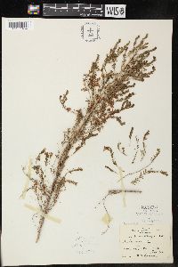 Erica arborea image