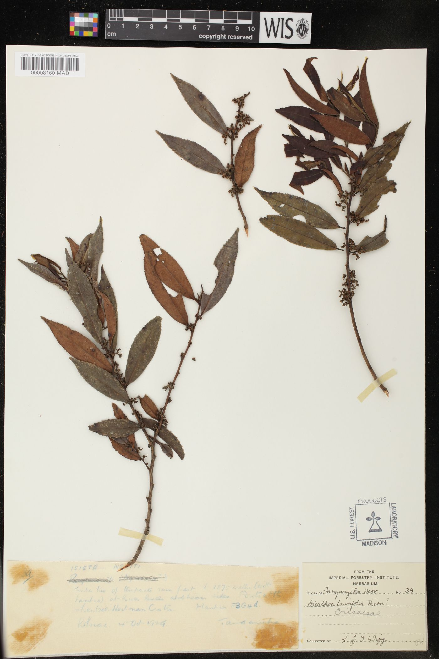 Ficalhoa laurifolia image