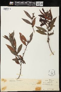 Ficalhoa laurifolia image