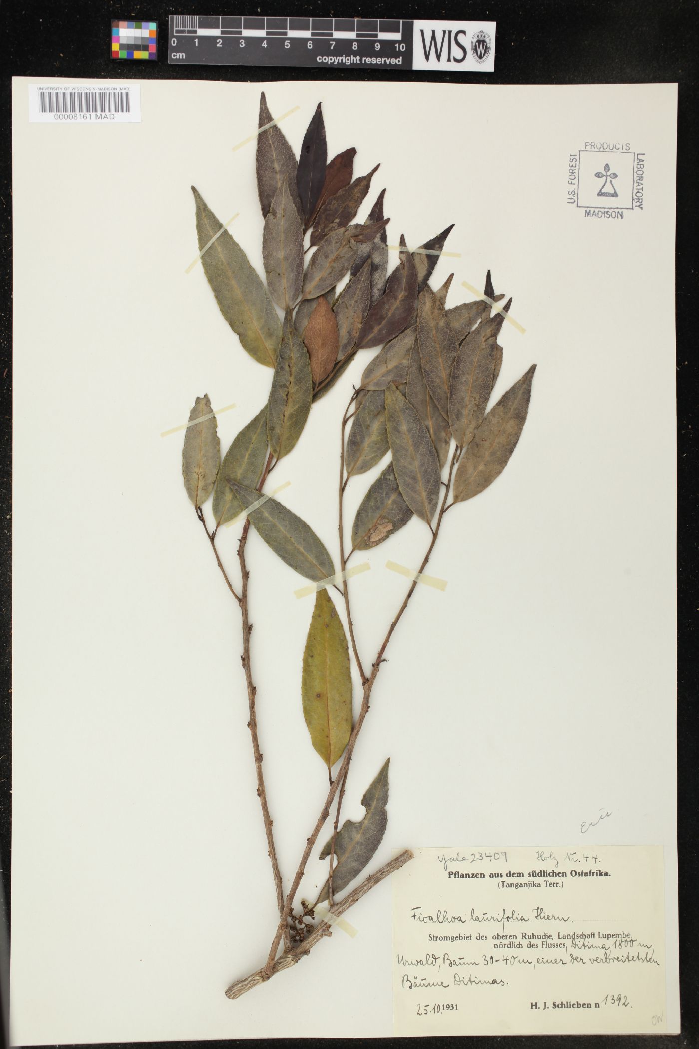 Ficalhoa laurifolia image