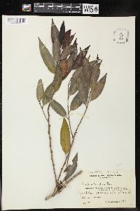 Ficalhoa laurifolia image