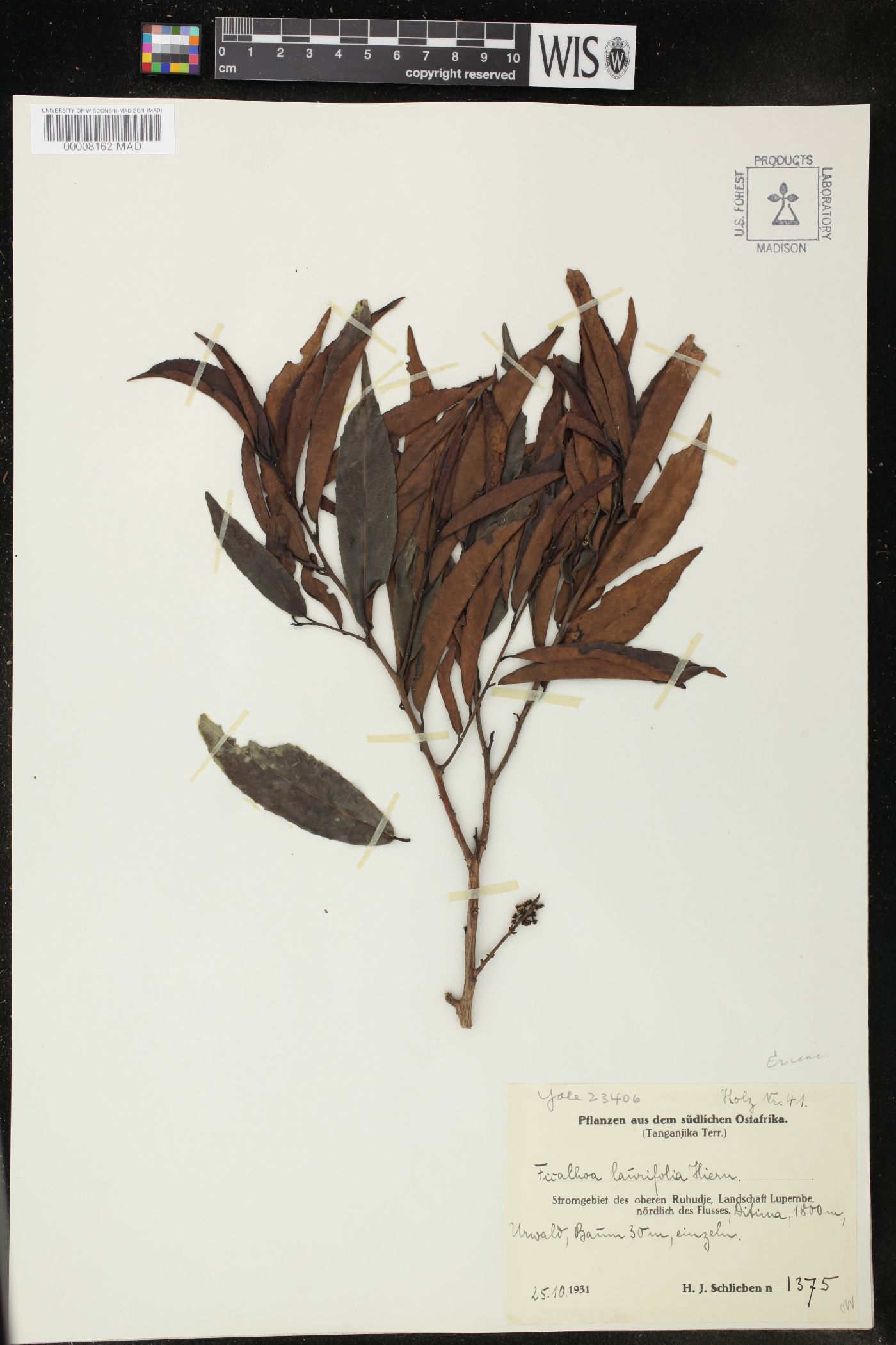 Ficalhoa laurifolia image