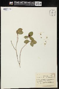 Gaultheria procumbens image