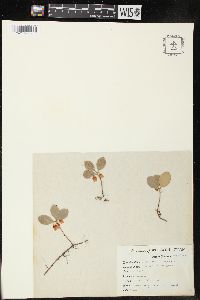 Gaultheria procumbens image