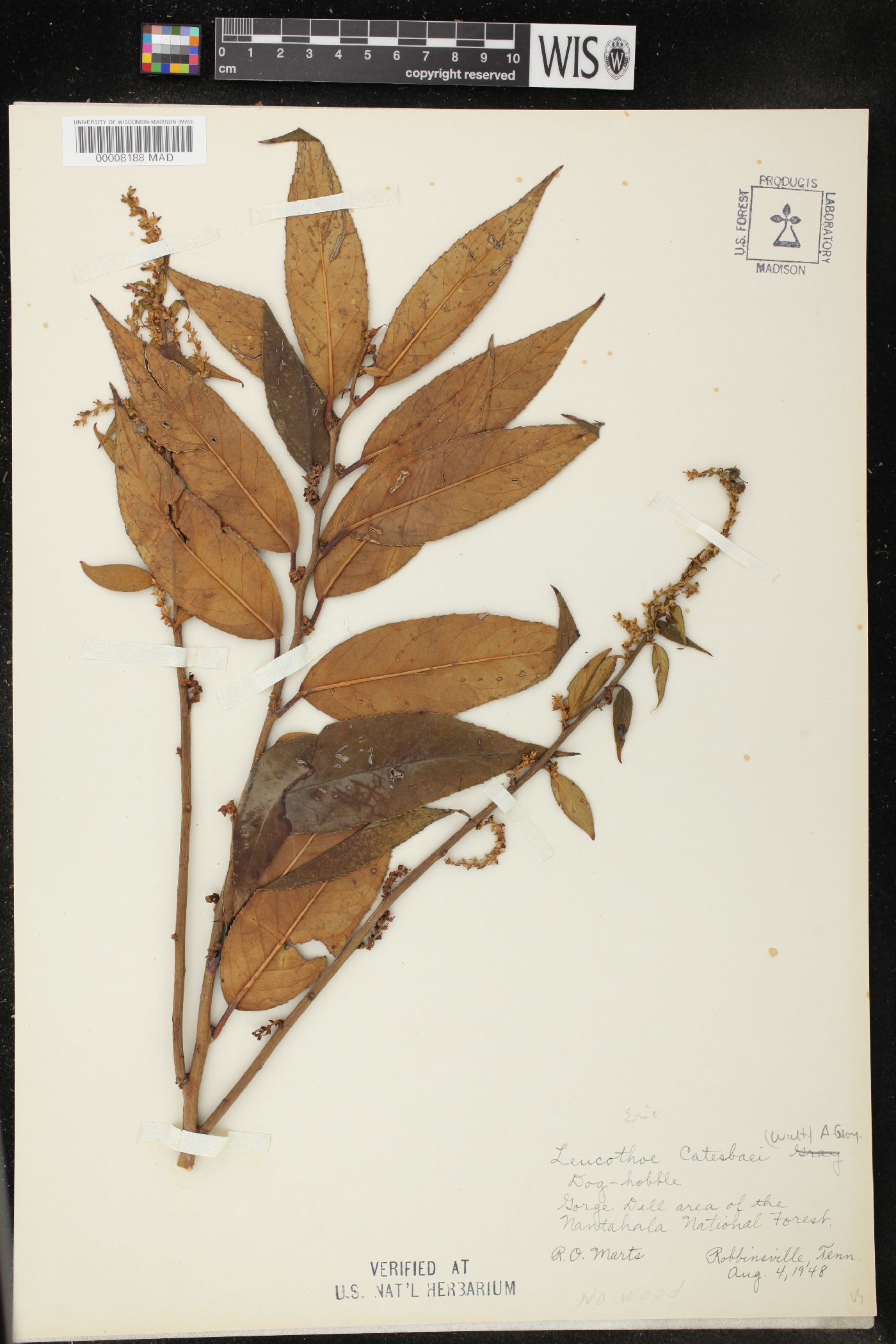 Leucothoe catesbaei image