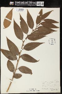 Leucothoe catesbaei image