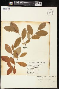 Lyonia mariana image