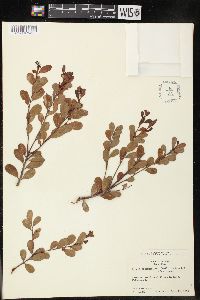Lyonia myrtilloides image