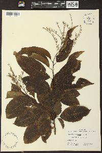 Oxydendrum arboreum image