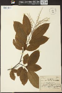 Oxydendrum arboreum image