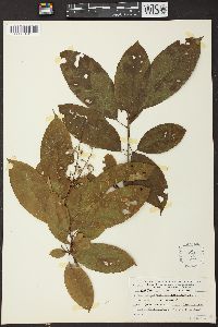 Oxydendrum arboreum image