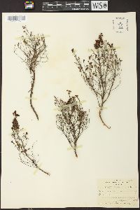 Erica benguelensis image