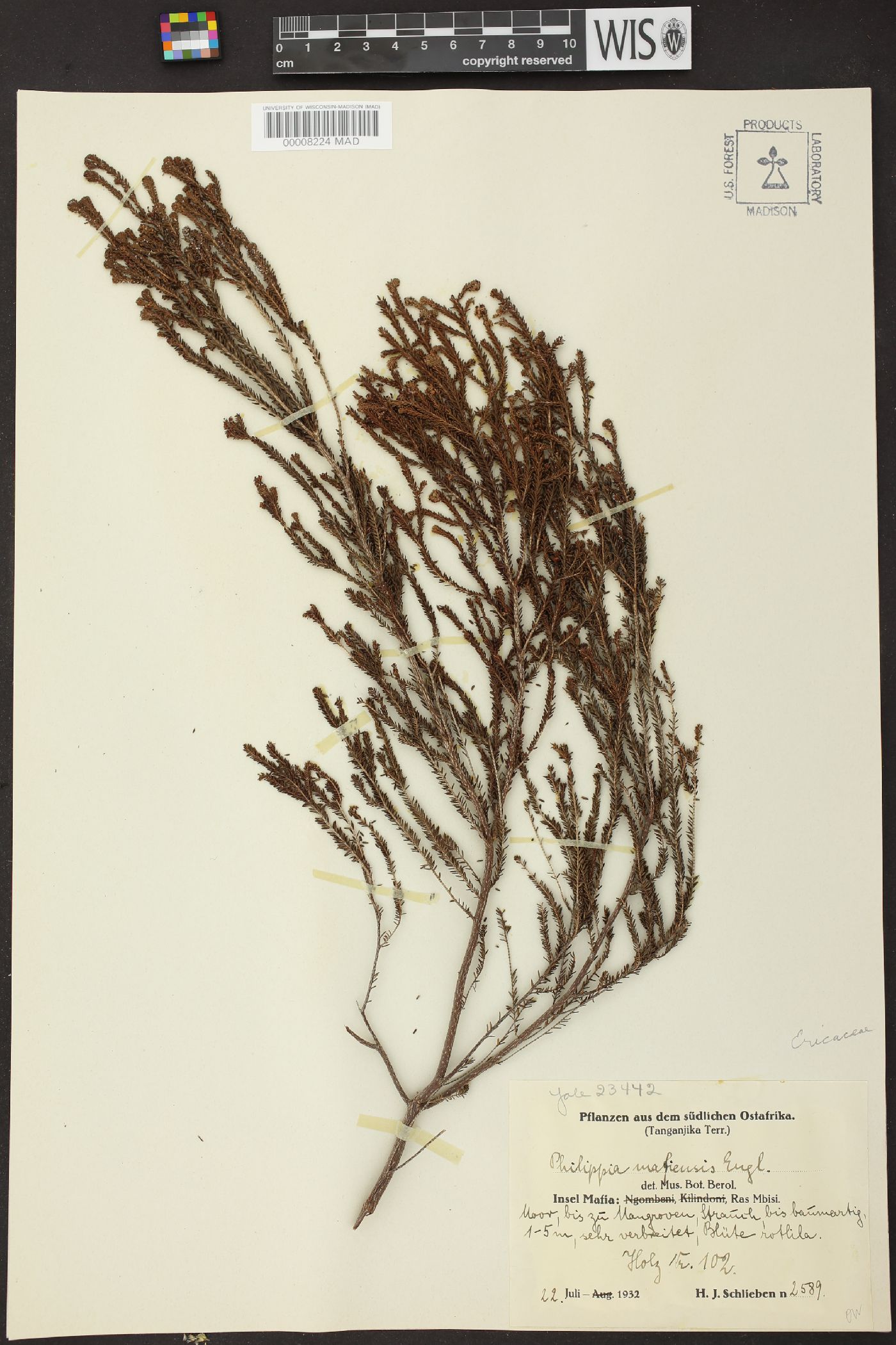 Erica mafiensis image