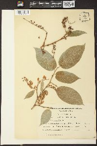 Lyonia ovalifolia image