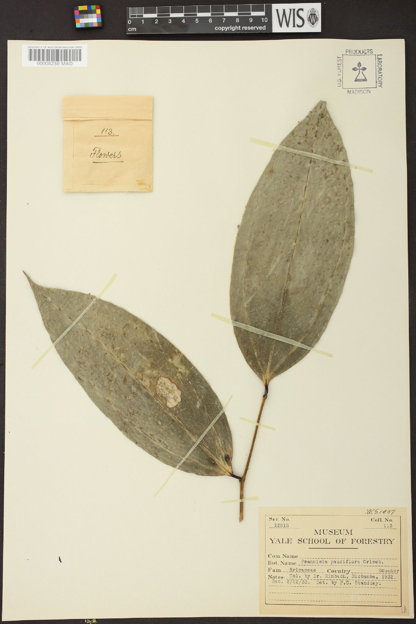 Psammisia pauciflora image