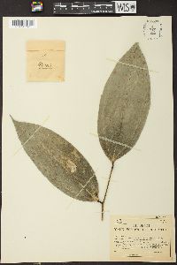 Image of Psammisia pauciflora