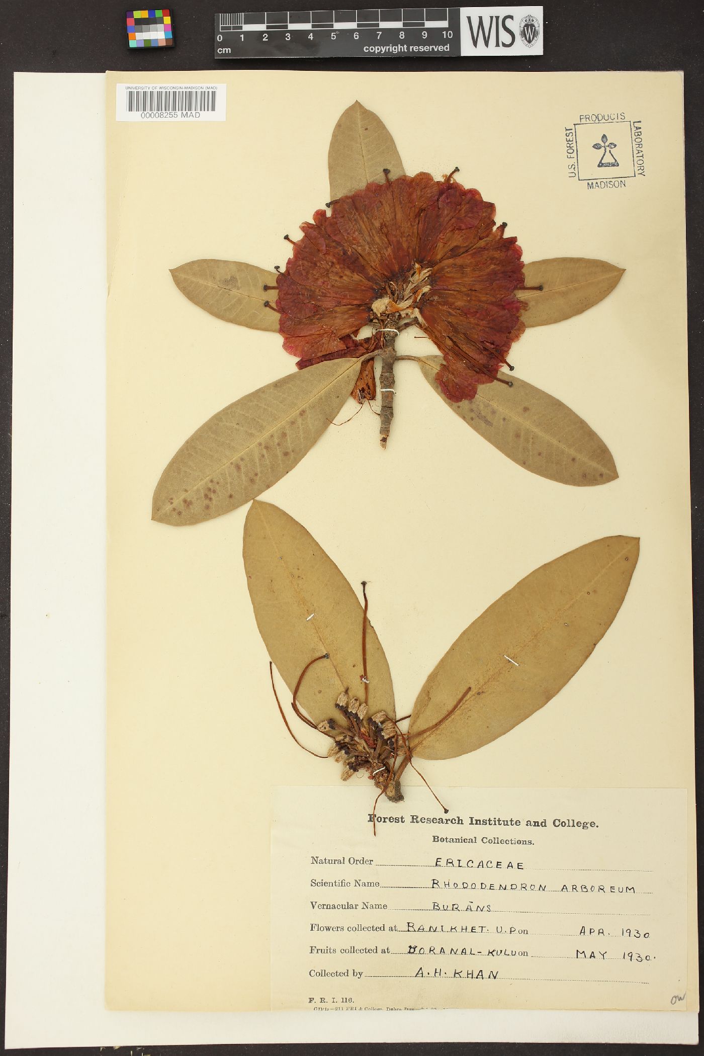 Rhododendron arboreum image