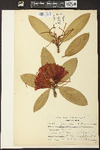 Rhododendron arboreum image