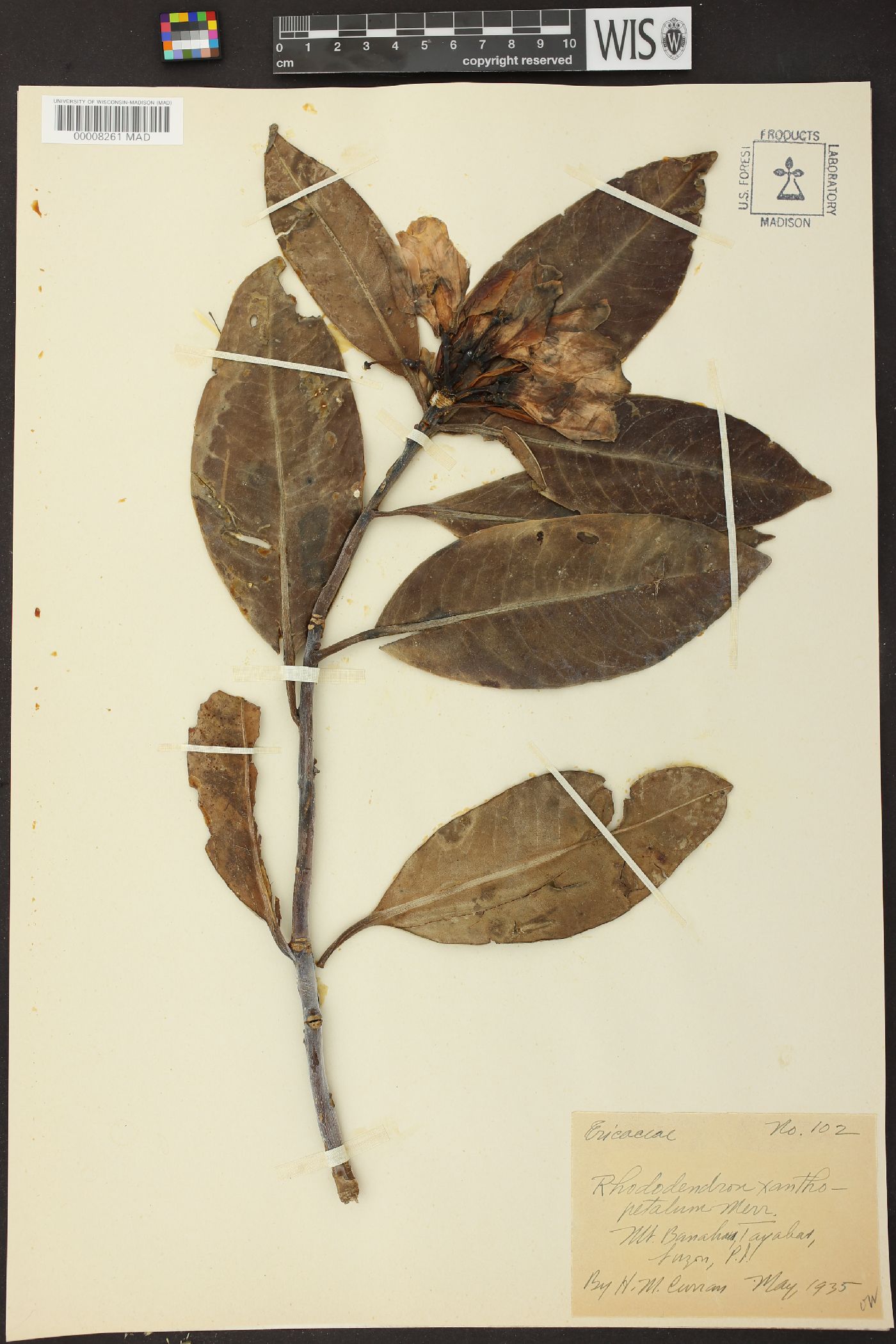 Rhododendron xanthopetalum image