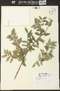 Vaccinium ovatum image