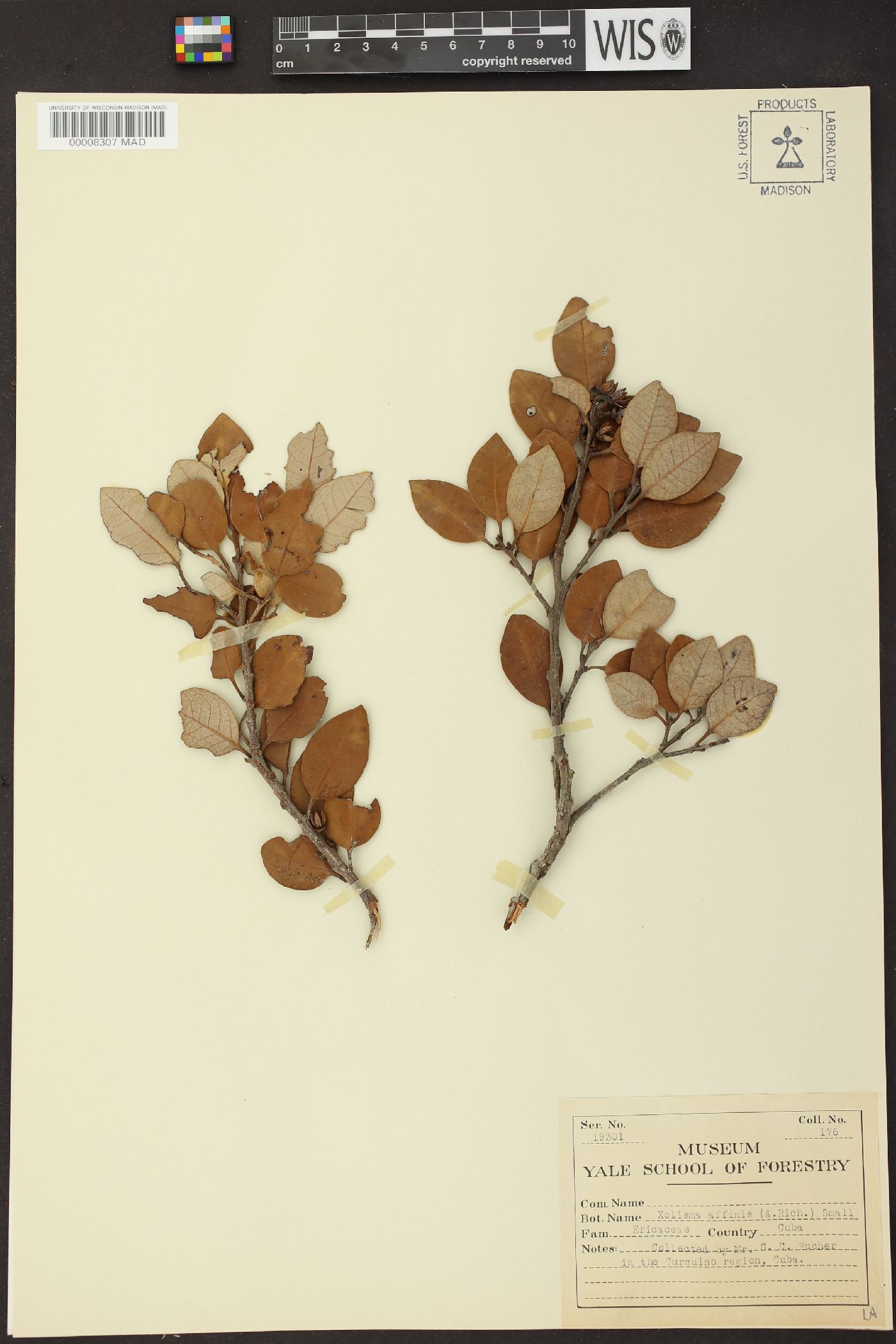 Lyonia affinis image